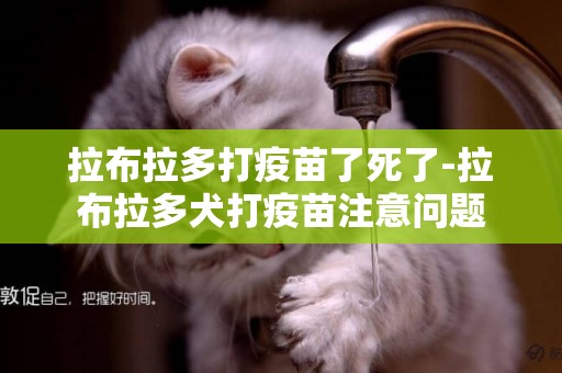 拉布拉多打疫苗了死了-拉布拉多犬打疫苗注意問題