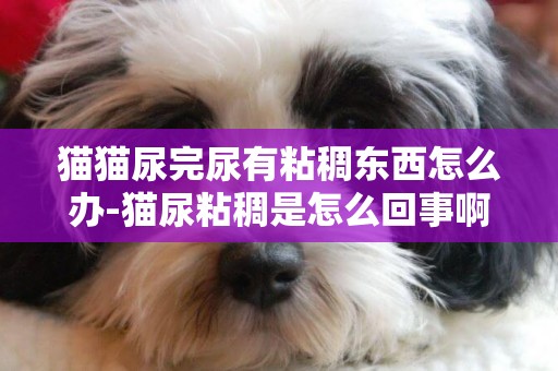 貓貓尿完尿有粘稠東西怎么辦-貓尿粘稠是怎么回事啊