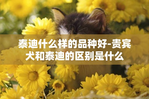 泰迪什么樣的品種好-貴賓犬和泰迪的區別是什么