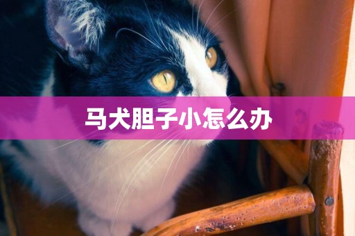 馬犬膽子小怎么辦