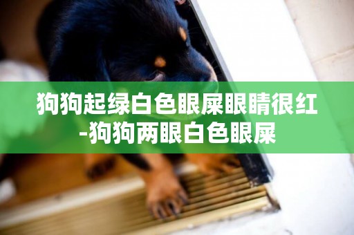 狗狗起綠白色眼屎眼睛很紅-狗狗兩眼白色眼屎