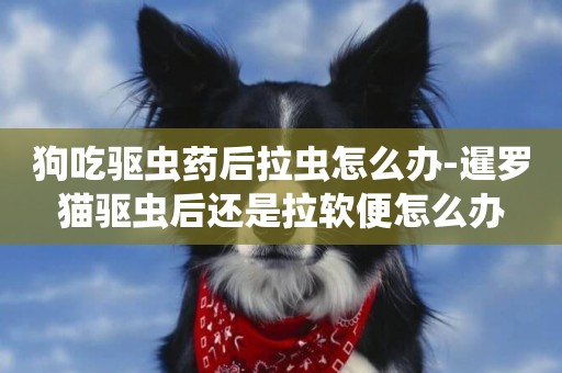 狗吃驅蟲藥后拉蟲怎么辦-暹羅貓驅蟲后還是拉軟便怎么辦