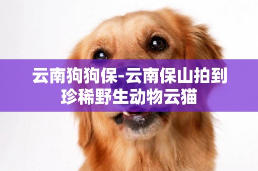 云南狗狗保-云南保山拍到珍稀野生動物云貓