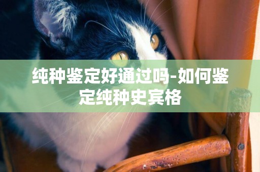 純種鑒定好通過嗎-如何鑒定純種史賓格