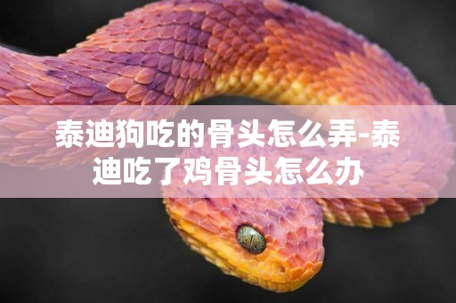泰迪狗吃的骨頭怎么弄-泰迪吃了雞骨頭怎么辦