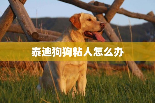 泰迪狗狗粘人怎么辦