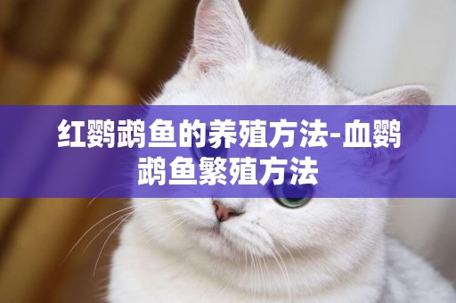 紅鸚鵡魚的養殖方法-血鸚鵡魚繁殖方法