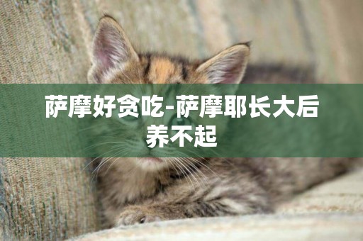 薩摩好貪吃-薩摩耶長大后養不起