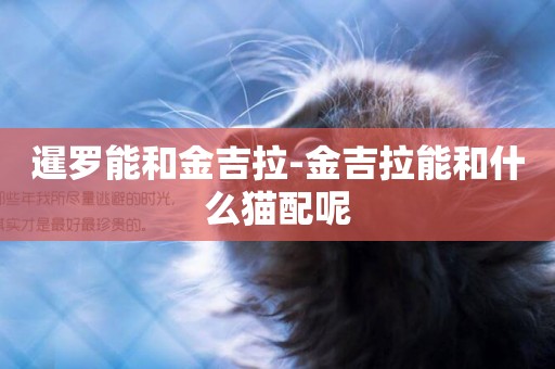 暹羅能和金吉拉-金吉拉能和什么貓配呢