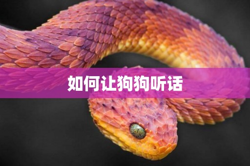如何讓狗狗聽話