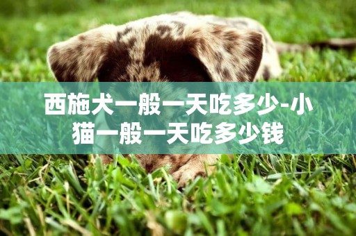 西施犬一般一天吃多少-小貓一般一天吃多少錢