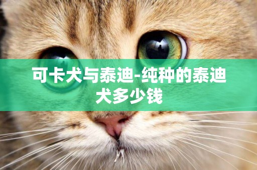 可卡犬與泰迪-純種的泰迪犬多少錢