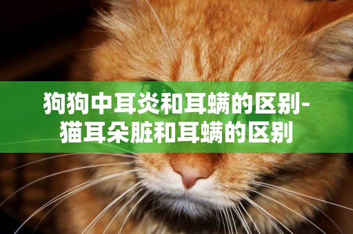 狗狗中耳炎和耳螨的區別-貓耳朵臟和耳螨的區別