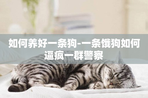 如何養好一條狗-一條餓狗如何逼瘋一群警察