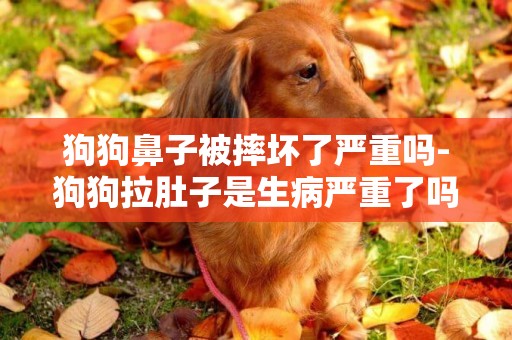 狗狗鼻子被摔壞了嚴重嗎-狗狗拉肚子是生病嚴重了嗎