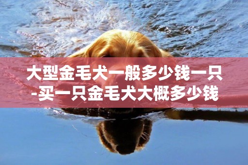 大型金毛犬一般多少錢一只-買一只金毛犬大概多少錢