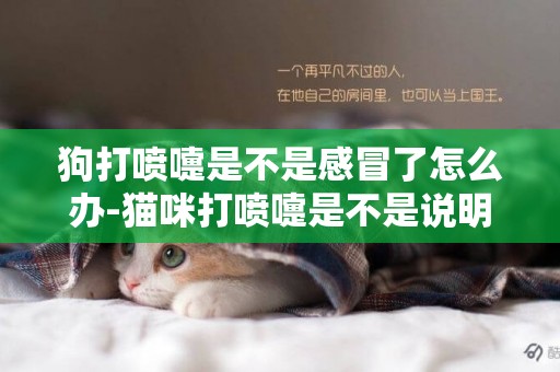 狗打噴嚏是不是感冒了怎么辦-貓咪打噴嚏是不是說明感冒了