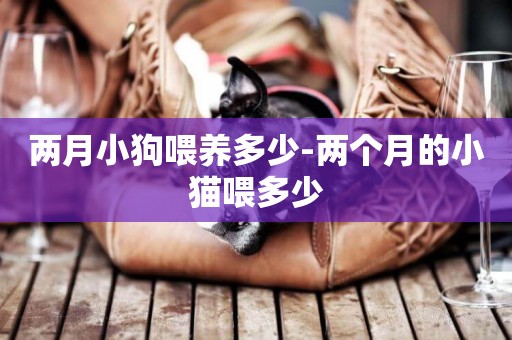 兩月小狗喂養多少-兩個月的小貓喂多少
