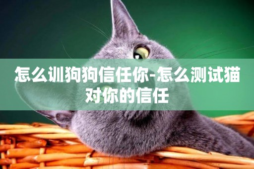 怎么訓狗狗信任你-怎么測試貓對你的信任