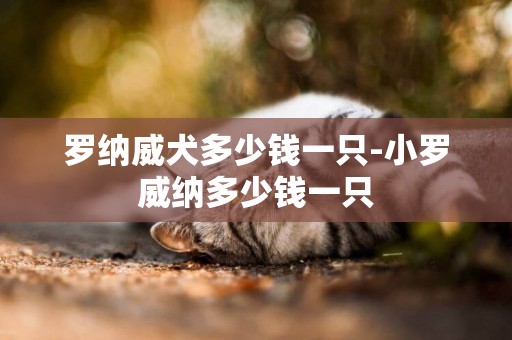 羅納威犬多少錢一只-小羅威納多少錢一只