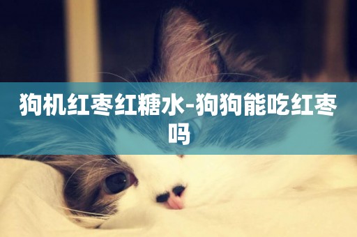 狗機紅棗紅糖水-狗狗能吃紅棗嗎