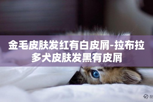 金毛皮膚發紅有白皮屑-拉布拉多犬皮膚發黑有皮屑