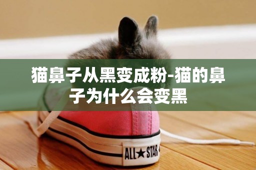 貓鼻子從黑變成粉-貓的鼻子為什么會變黑