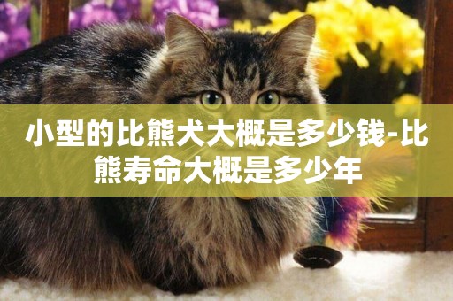 小型的比熊犬大概是多少錢-比熊壽命大概是多少年