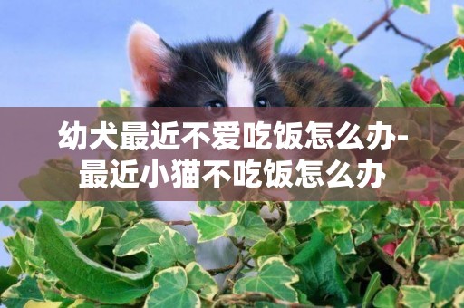 幼犬最近不愛吃飯怎么辦-最近小貓不吃飯怎么辦