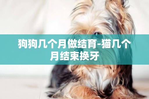 狗狗幾個月做結育-貓幾個月結束換牙