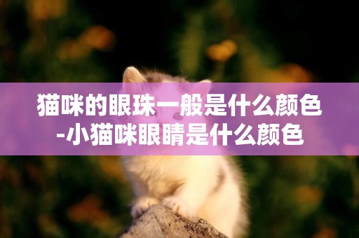 貓咪的眼珠一般是什么顏色-小貓咪眼睛是什么顏色