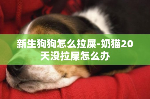 新生狗狗怎么拉屎-奶貓20天沒拉屎怎么辦