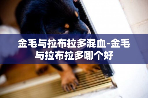 金毛與拉布拉多混血-金毛與拉布拉多哪個好