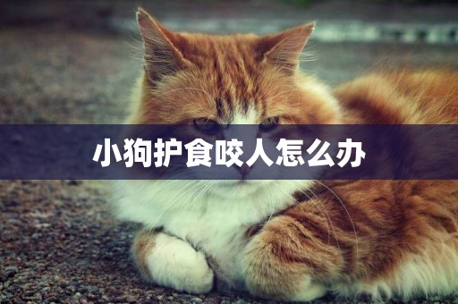 小狗護食咬人怎么辦
