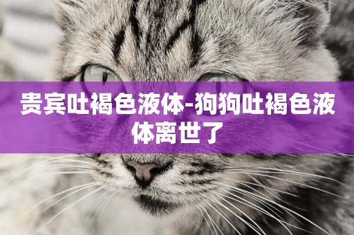 貴賓吐褐色液體-狗狗吐褐色液體離世了