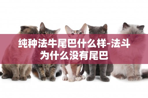 純種法牛尾巴什么樣-法斗為什么沒有尾巴