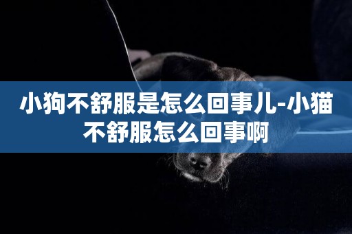 小狗不舒服是怎么回事兒-小貓不舒服怎么回事啊