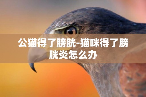 公貓得了膀胱-貓咪得了膀胱炎怎么辦