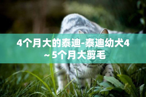 4個月大的泰迪-泰迪幼犬4～5個月大剪毛