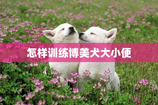 怎樣訓練博美犬大小便