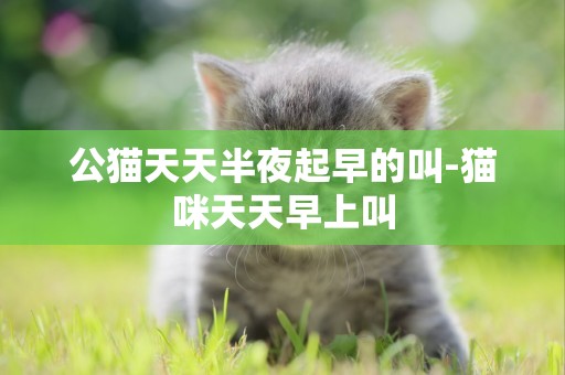 公貓天天半夜起早的叫-貓咪天天早上叫