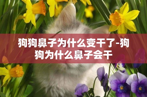 狗狗鼻子為什么變干了-狗狗為什么鼻子會干
