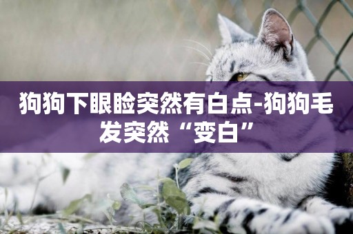 狗狗下眼瞼突然有白點-狗狗毛發突然“變白”