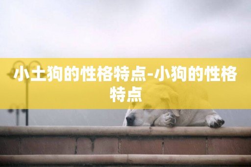 小土狗的性格特點-小狗的性格特點