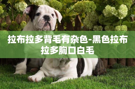 拉布拉多背毛有雜色-黑色拉布拉多胸口白毛