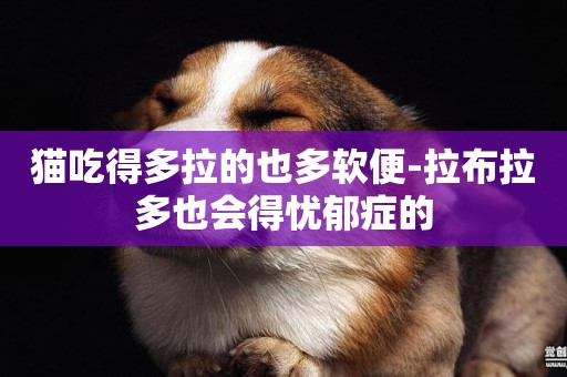 貓吃得多拉的也多軟便-拉布拉多也會得憂郁癥的