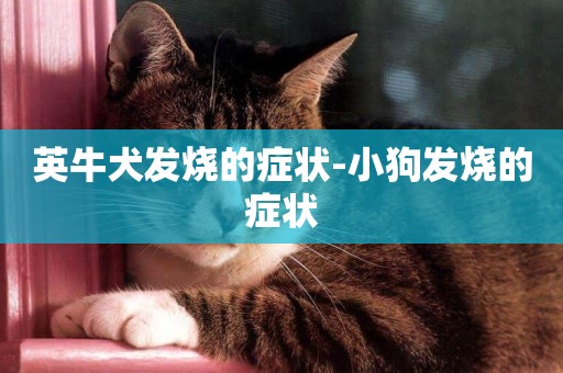 英牛犬發燒的癥狀-小狗發燒的癥狀