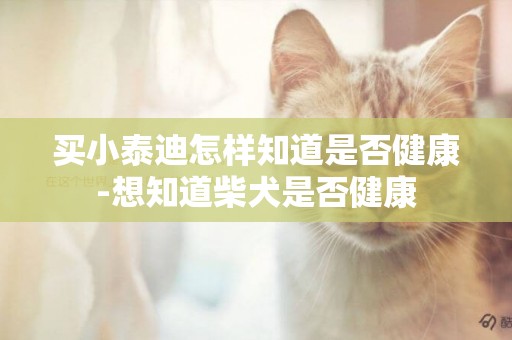 買小泰迪怎樣知道是否健康-想知道柴犬是否健康