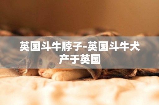 英國斗牛脖子-英國斗牛犬產于英國