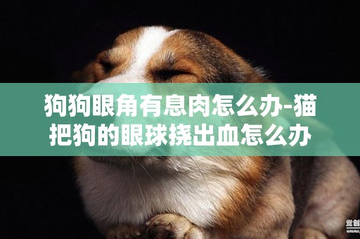 狗狗眼角有息肉怎么辦-貓把狗的眼球撓出血怎么辦